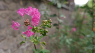 Vibrant Queens Crape Myrtle, Jarul, Ajar, Tamhana, Motha Bondara veya Pride of India olarak da bilinir. Kırışmış krep kağıdını andıran pembe yaprakları