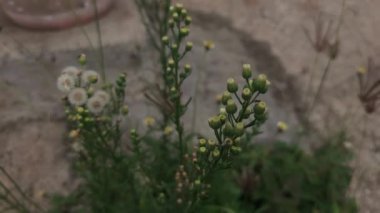 Flaxleaf Fleabane veya Erigeron bonariensis, aynı zamanda Kıllı Fleabane olarak da bilinir, hassas beyaz ışın çiçekleri ve sarı disk çiçeklerine sahiptir. Tüylü at yosunu ya da astım otu çiçeği de denir.