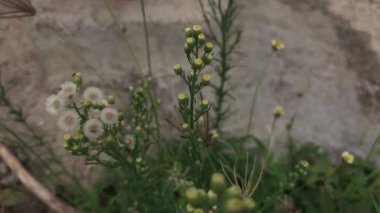 Flaxleaf Fleabane veya Erigeron bonariensis, aynı zamanda Kıllı Fleabane olarak da bilinir, hassas beyaz ışın çiçekleri ve sarı disk çiçeklerine sahiptir. Tüylü at yosunu ya da astım otu çiçeği de denir.