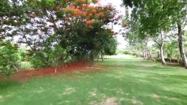 Serin yeşil çayırların arasında, Gulmohar ağacı, canlı kırmızı çiçeklerle süslenmiş olarak dimdik ayakta duruyordu. Düşen yaprakları çarpıcı bir kırmızı halı oluşturuyor. Seyircileri sakin bir doğal manzaraya davet ediyor.