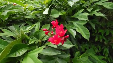 Koyu yeşil yaprakların arka planına karşı kırmızı Jatropha integerrima çiçekleri. Baharatlı jatropha olarak da bilinen Peregrina, büyüleyici bir çiçek bitkisi olan Euphorbiaceae ailesine mensuptur.