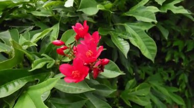 Koyu yeşil yaprakların arka planına karşı kırmızı Jatropha integerrima çiçekleri. Baharatlı jatropha olarak da bilinen Peregrina, büyüleyici bir çiçek bitkisi olan Euphorbiaceae ailesine mensuptur.
