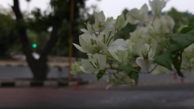 Beyaz bougainvillea çiçekleri yol kenarında çiçek açıyor ve arka planda araçlar geçiyor. Kentsel hareketle tezat oluşturan ve şehir sokaklarına canlılık katan güzel bir çekim.