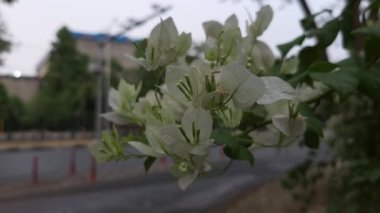 Beyaz bougainvillea çiçekleri yol kenarında çiçek açıyor ve arka planda araçlar geçiyor. Kentsel hareketle tezat oluşturan ve şehir sokaklarına canlılık katan güzel bir çekim.