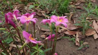Gül yağmuru zambağı, gül perisi zambağı ya da pembe yağmur zambağı olarak da bilinir, özel bir bahçede çiçek açar. Bilimsel olarak Zephyranthes Rosea olarak sınıflandırılan bu çiçekler her bahçeye güzellik katar.