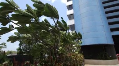 Mumbai kasırgası sırasında şiddetli rüzgarlarda sallanan Frangipani ağaçları, şehir ortamında doğanın esnekliğini gösteriyor. Fırtınalı havada çarpıcı bir hareketle yakalandı.
