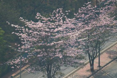 Vikhroli, Mumbai 'deki Doğu Ekspres Otoyolu boyunca kiraz çiçekleri açıyor. Şehir içinde doğanın güzelliğinin çarpıcı bir gösterisi. Bahar resimleri için mükemmel.