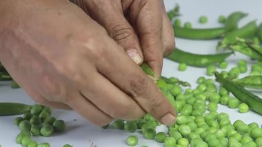 Şarjörde yeşil bezelye kabuklarının birbiri ardına açıldığı görülüyor. İçi taze bezelye dolu. Kabukların etrafında sayısız yeşil bezelye görülebilir. Taze ürünler ve sağlıklı besinler için mükemmel.