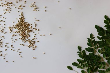 Temiz beyaz zemine serpilmiş taze moringa yaprakları ve bajra ya da inci darı. Ortası temiz. Vegan, Ayurvedic ve Güney Hindistan mutfağı için ideal yemek fotoğrafçılığı.
