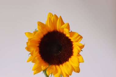 Koyu kahverengi merkezli ve yeşil yapraklı iki parlak sarı ayçiçeği açık bir yüzeyde dinleniyor. Doğa fotoğrafçılığı, yaz temaları ve botanik stokları için ideal canlı bir çiçek kompozisyonu.