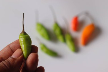 Süper sıcak Karanampotti biberli olarak da bilinen beyaz arka planda parlak yeşil ve turuncu renkler gösteren Odamkolli biberi. Yoğun ısı ve aşçılık özgünlüğüyle bilinen baharatlı bir Güney Hindistan çeşidi.