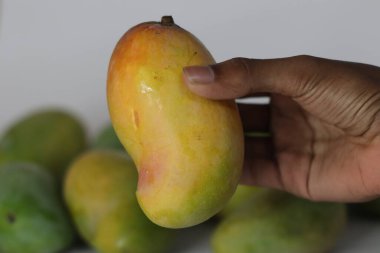 Raseeli mangosu el ele tutuştu, arka planda sarı kırmızı deri ve yeşil mangolar vardı. Olgunluk, kontrastlık ve mevsimsel tazelik temaları için ideal bir Güney Asya meyvesi.