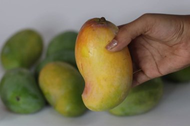 Raseeli mangosu el ele tutuştu, arka planda sarı kırmızı deri ve yeşil mangolar vardı. Olgunluk, kontrastlık ve mevsimsel tazelik temaları için ideal bir Güney Asya meyvesi.