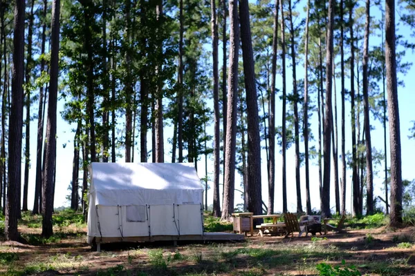 Louisiana 'daki South Toledo Bend State Park' tan Toledo Bend Reservoir manzarası..