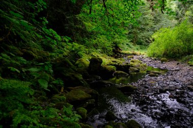 This is Beaver Creek near Beaver Falls in Clatskanie Oregon.