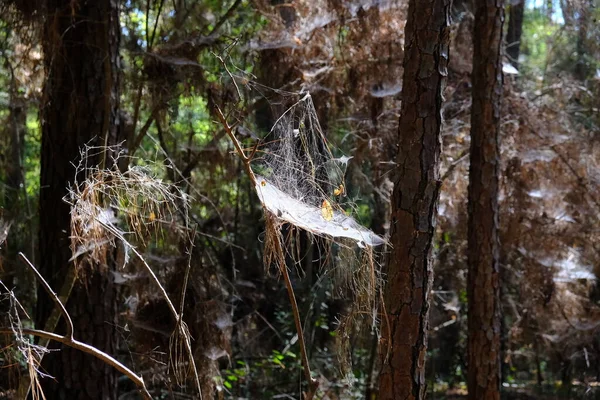 톨레도 공원에는 트레일 Dogwood Nature Trail 전체에 두꺼운 거미줄 무리가 로열티 프리 스톡 이미지