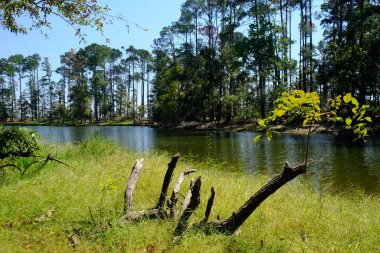 This is a photograph from North Toledo Bend State Park in Zwolle Louisiana. clipart