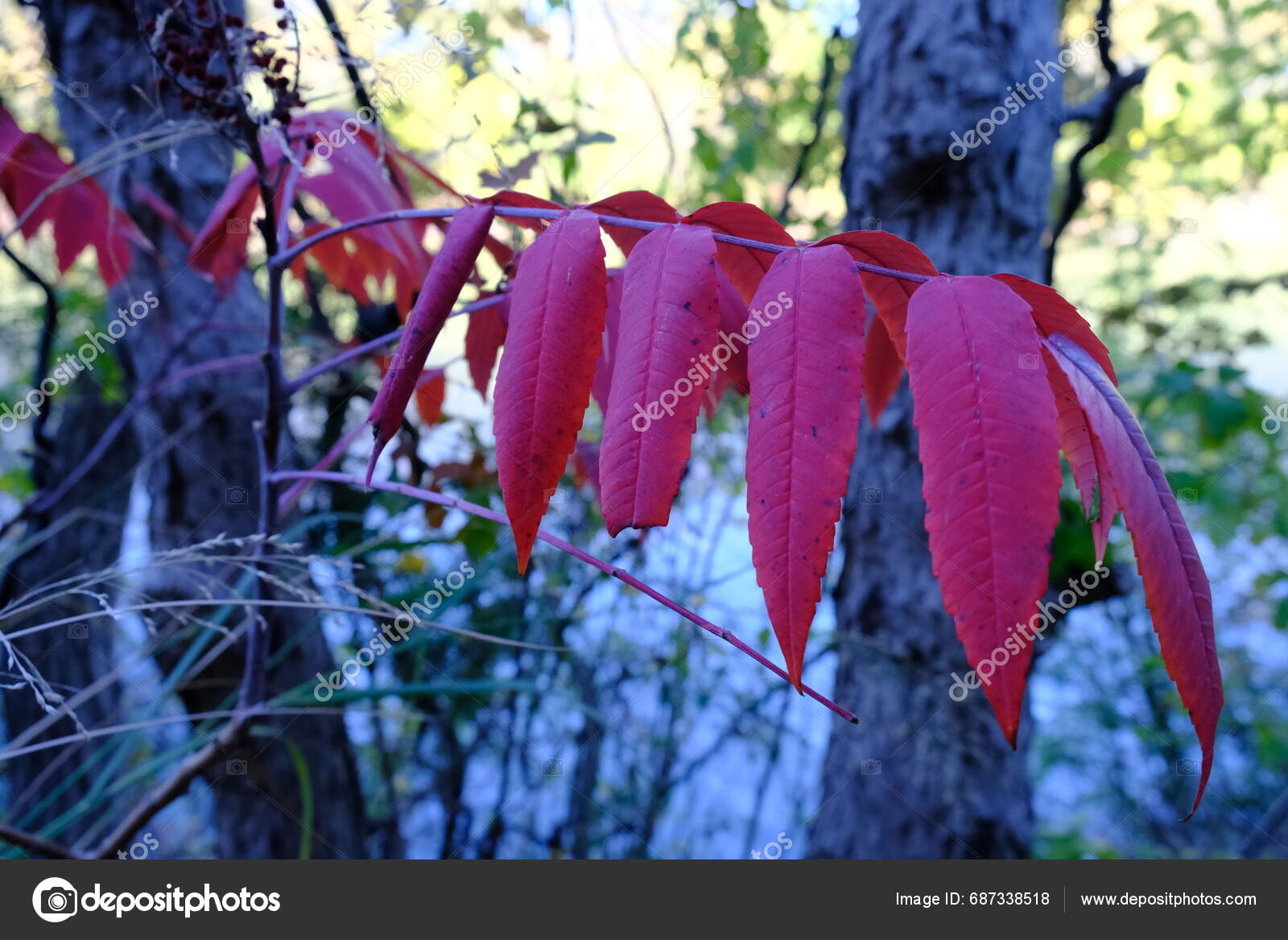 Photograph Smooth Sumac Plant Also Known Rhus Glabra Nice Red Stock