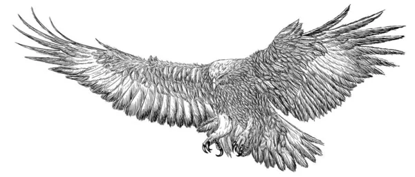 Golden Eagle Mano Aterrizaje Dibujar Croquis Línea Negra Garabato Vector — Archivo Imágenes Vectoriales