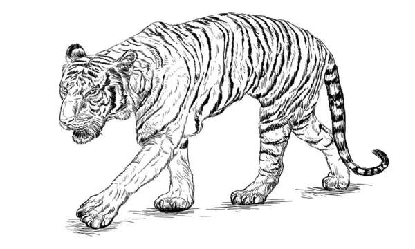 タイガーウォーキングハンドホワイトベクトルイラスト上の黒ラインスケッチを描く — ストックベクタ