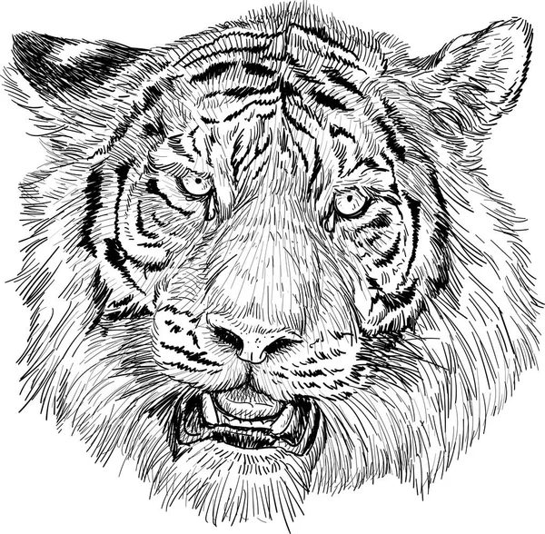 Tygrys Głowa Ręka Rysować Czarny Linia Szkic Biały Wektor Ilustracja — Wektor stockowy
