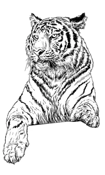 Tigre Mano Dibujar Boceto Línea Negra Sobre Fondo Blanco Vector — Vector de stock