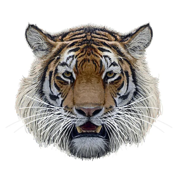 Tiger Head Hand Draw Paint Color White Background Vector — Vetor de Stock