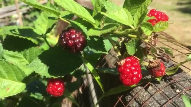Bahçemde Böğürtlen Meyvesi Verimlidir Güneşli Bir Kış Gününde Çekilmiş Bir — Stok video