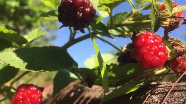 ブラックベリーの果実は私の庭で実り 晴れた冬の日に撮影された写真 — ストック動画