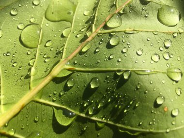 Photo of beautiful green leaf with drops of water sunlight in the morning.