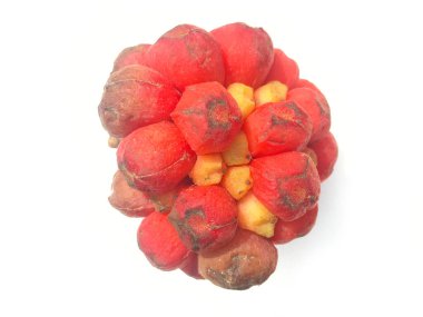The red kadsura coccinea is a wild berry. Schisandraceae Most often found in the highlands in the north. cold illustration on white background