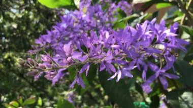 Zımpara kağıdının mor çiçeği, Queens Çelengi, Mor Çelenk, Petrea Hacmi L.