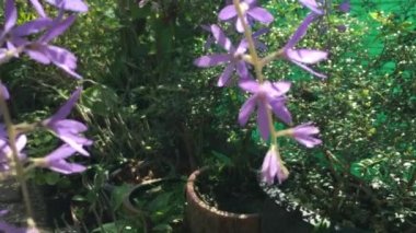 Blossom purple flower of Sandpaper vine, Queens Wreath, Purple Wreath, Petrea volubilis L.