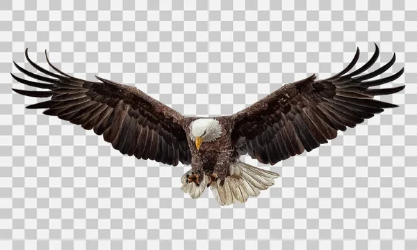 Bald Eagle Pływające Swoop Strony Rysunku Farby Kolor Białym Wektorze — Wektor stockowy