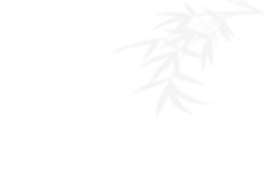 Beyaz duvar zemininde bambu yaprağının gölgesi. Yaratıcı tasarım yaz konsepti.