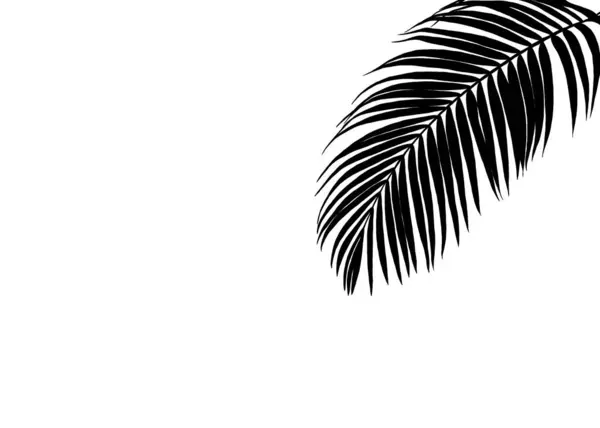Gray Coconut Leaf Palm Daun Silhouette Satu Areca Kacang Daun — Stok Foto
