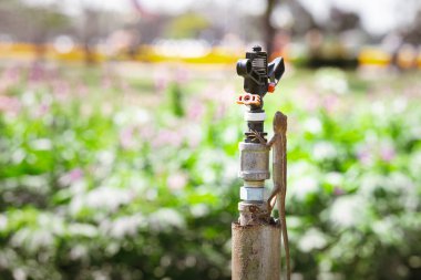 Kertenkele Eski Bahçe Fıskiye Borusu 'nu ölçeklendiriyor, bir kertenkele, paslı bir fıskiye borusunu ustalıkla ölçeklendiriyor, onun varlığı, insan yapımı bir bahçe ortamında vahşi yaşamın dayanıklılığının bir kanıtı..