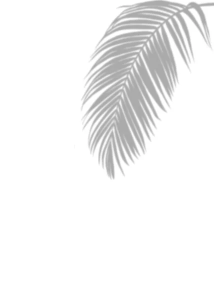 Soft Gray Blurry Palm Leaf Shadow White Bayangan Lembut Dari — Stok Foto