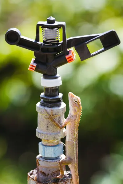Lizard Climbing Old Rustic Water Sprinkler Showcasing Its Climbing Ability Stock Picture