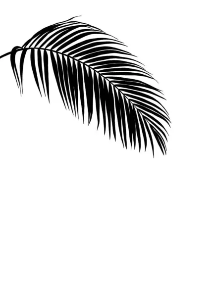 Black Palm Leave Tree Silhouette Illustration Nature Inspired Design Leaf Stok Gambar