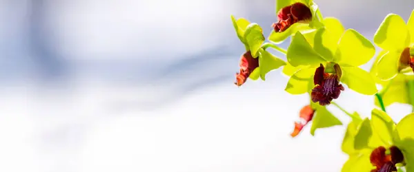 Anggrek Dendrobium Bunga Kecil Warna Hijau Kuning Dan Merah Tengah Stok Lukisan  