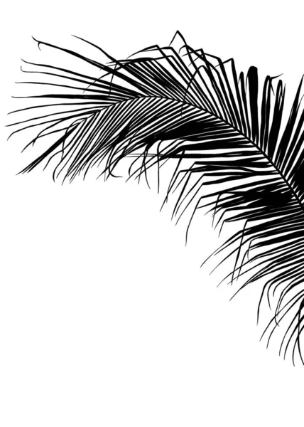 Black Coconut Leaves Palm Leaf Silhouette One Areca Nut Leaves — Stok Foto