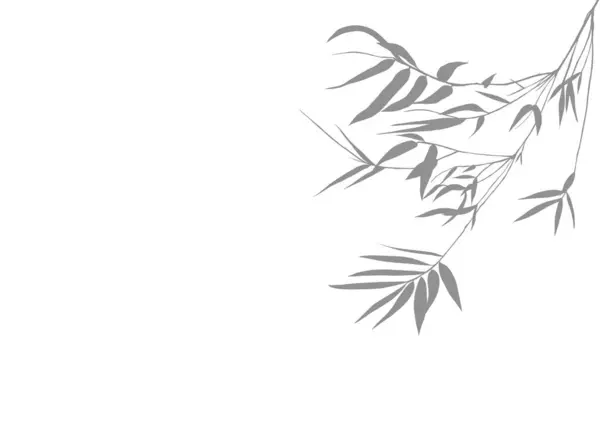 Graues Natürliches Bambusblatt Schattenelement Zur Dekoration Auf Isoliertem Weißem Hintergrund Stockbild
