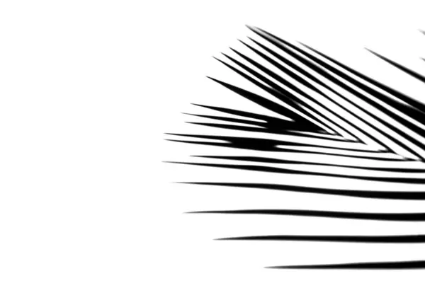 Чорний Кокосовий Лист Пальмове Листя Ізольованому Білому Тлі Ліцензійні Стокові Фото