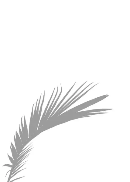Grey Palm Silhouette Pure White Background Siluet Abu Abu Halus — Stok Foto