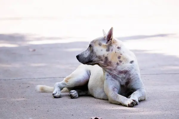 Білий Бездомний Собака Сидить Бетонній Дорозі Порожній Простір Введення Тексту Ліцензійні Стокові Фото