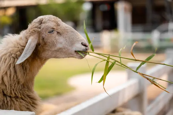Mengembalakan Domba Dengan Damai Padang Rumput Hijau Yang Subur Belakang — Stok Foto