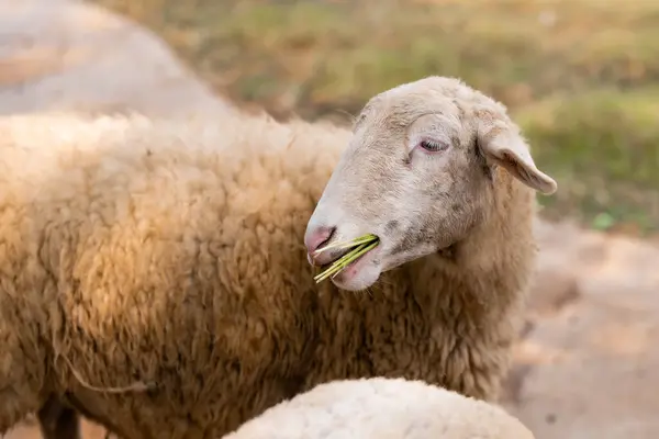 Sheep Grazing Peacefully Lush Green Field Stock Photo