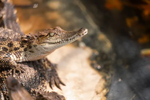 Aligátor Krokodil Vadonban Mocsár Bemutató Hüllő Ragadozók Éles Fogak Természetes Stock Kép