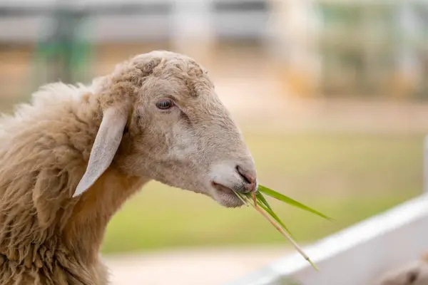 Close Portrait Cute Little Sheep Eating Grass Green Field Farm Stock Image